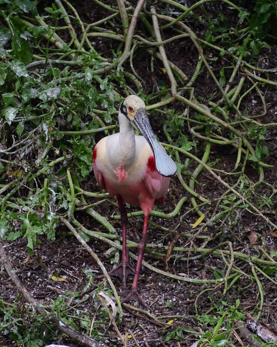 Roseate Spoonbill - M Kelly