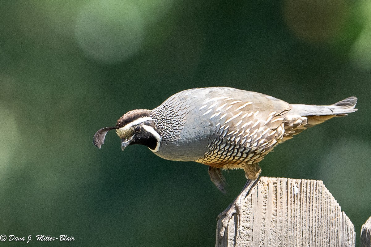 California Quail - Dana Miller-Blair