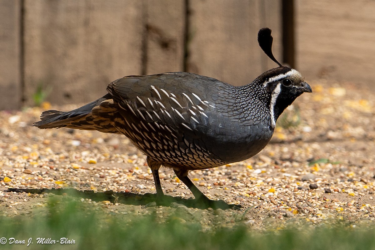 California Quail - Dana Miller-Blair