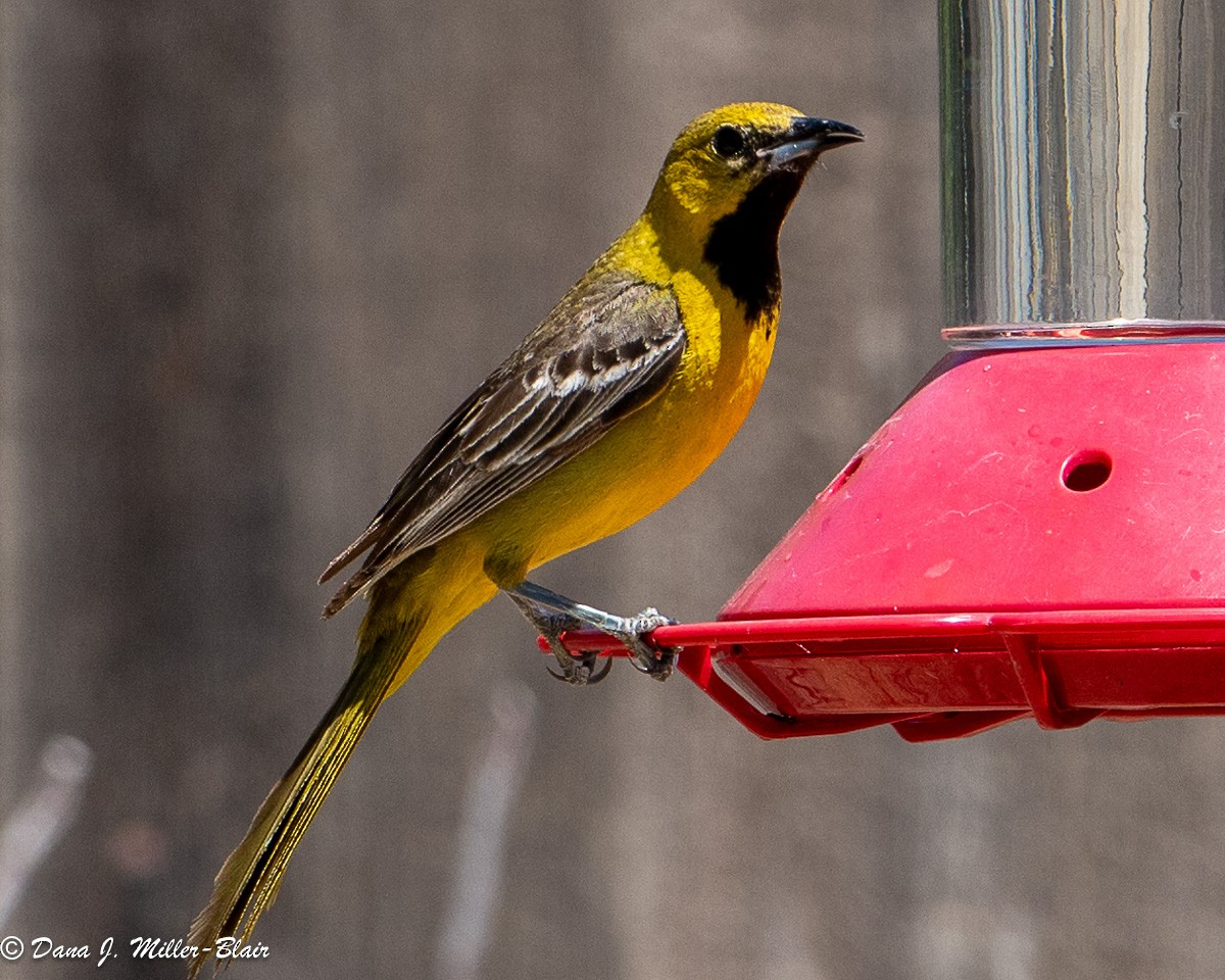 Hooded Oriole - Dana Miller-Blair