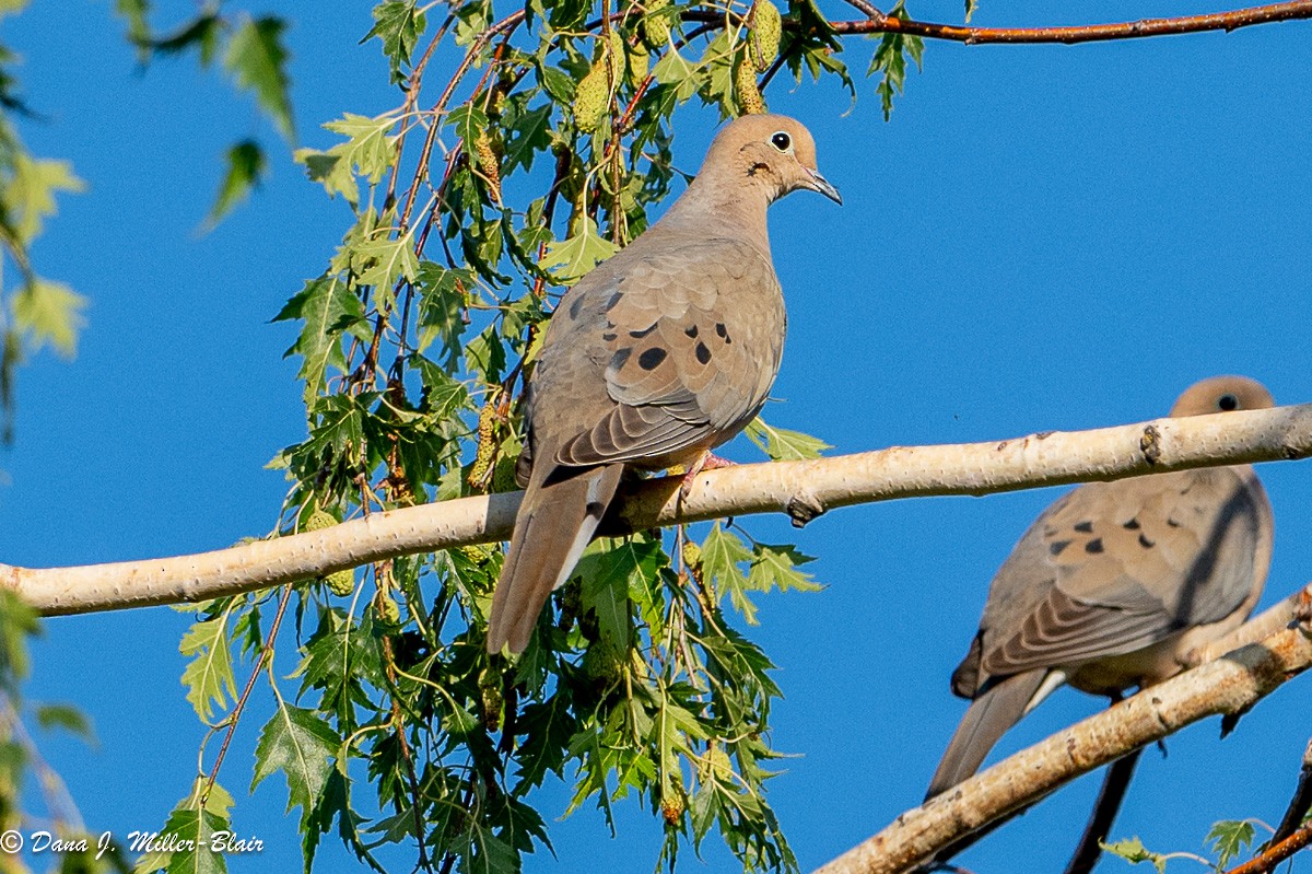 Mourning Dove - Dana Miller-Blair