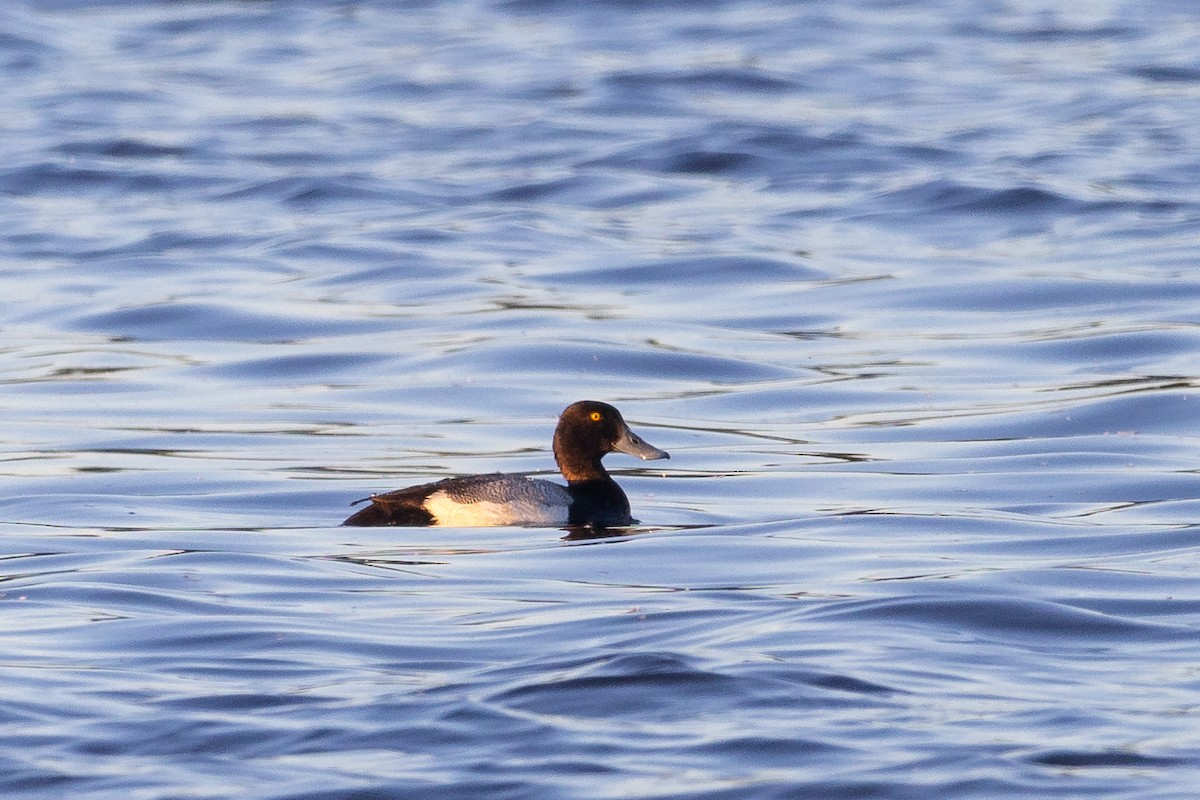 Lesser Scaup - Lyall Bouchard