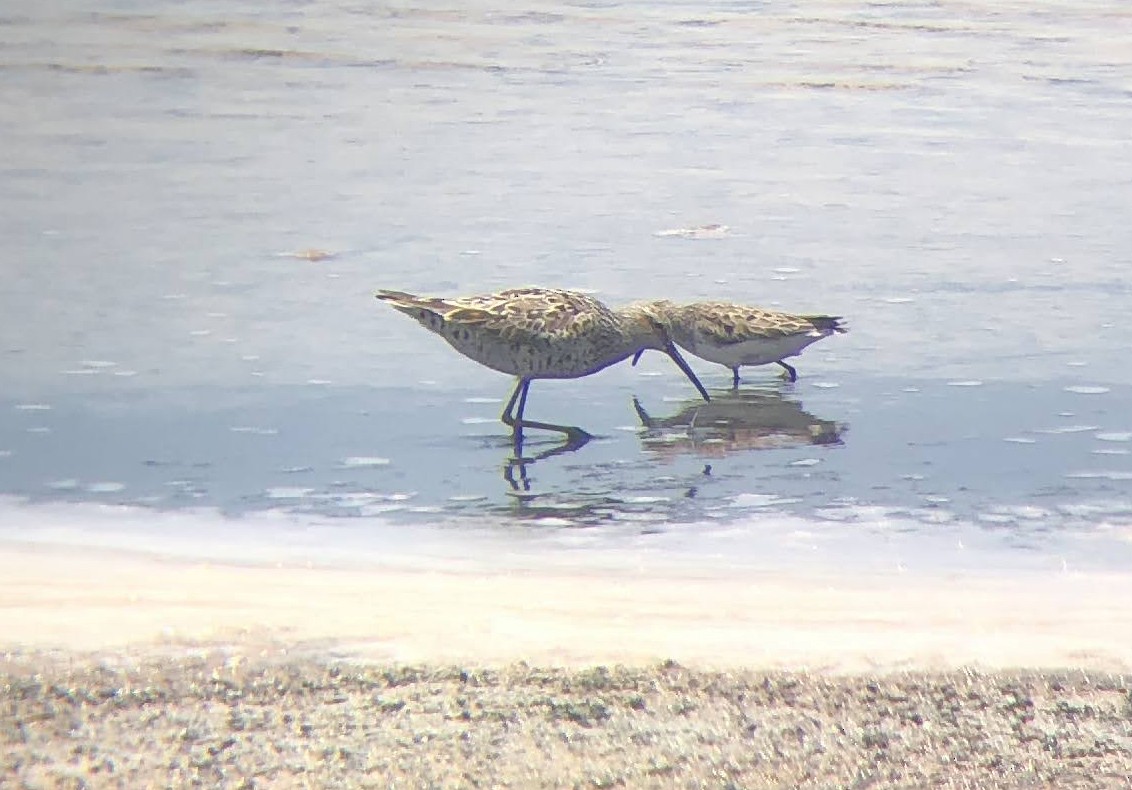 Short-billed Dowitcher - Mara Flynn