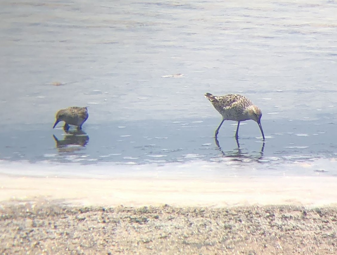 Short-billed Dowitcher - Mara Flynn