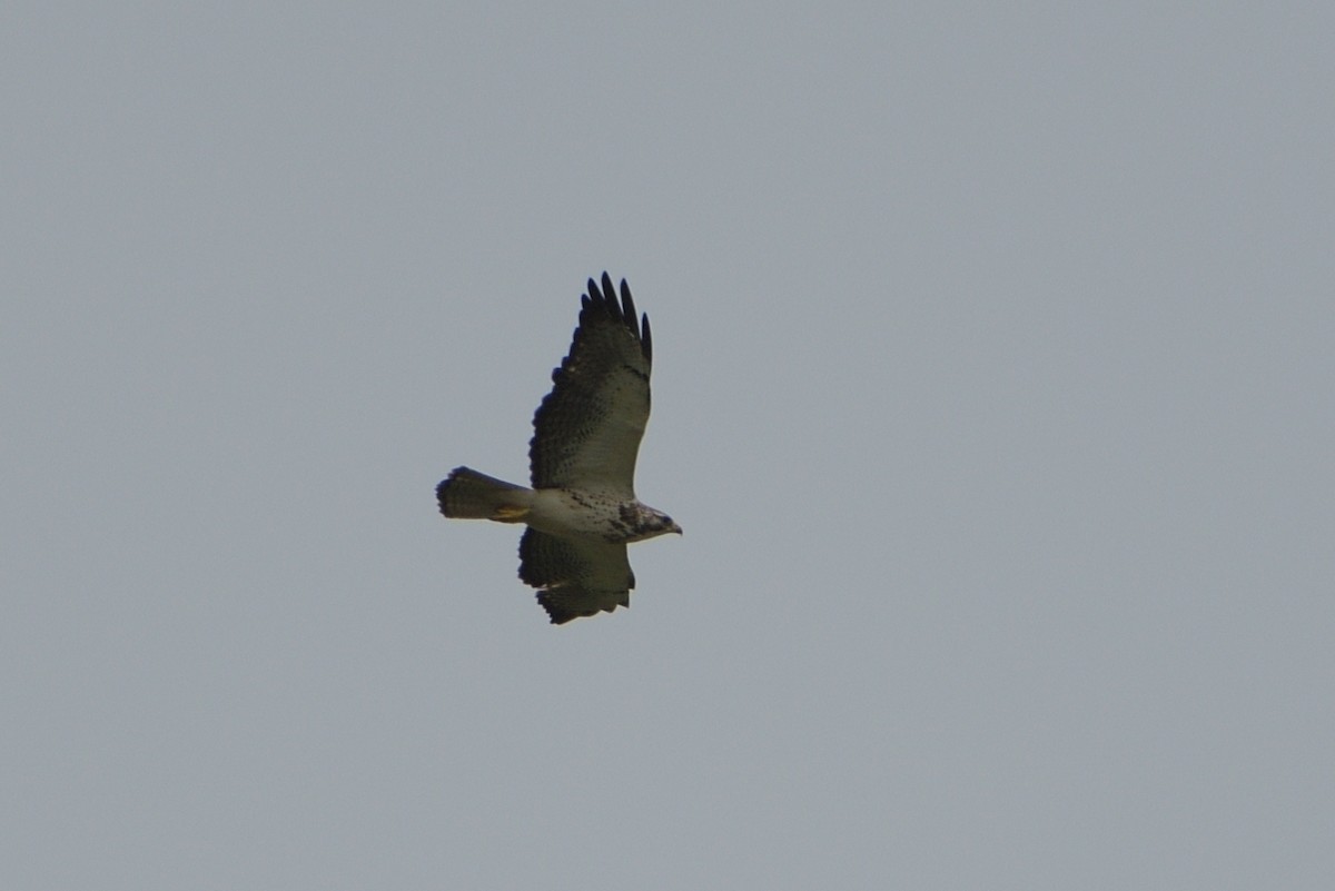 Swainson's Hawk - M Kelly