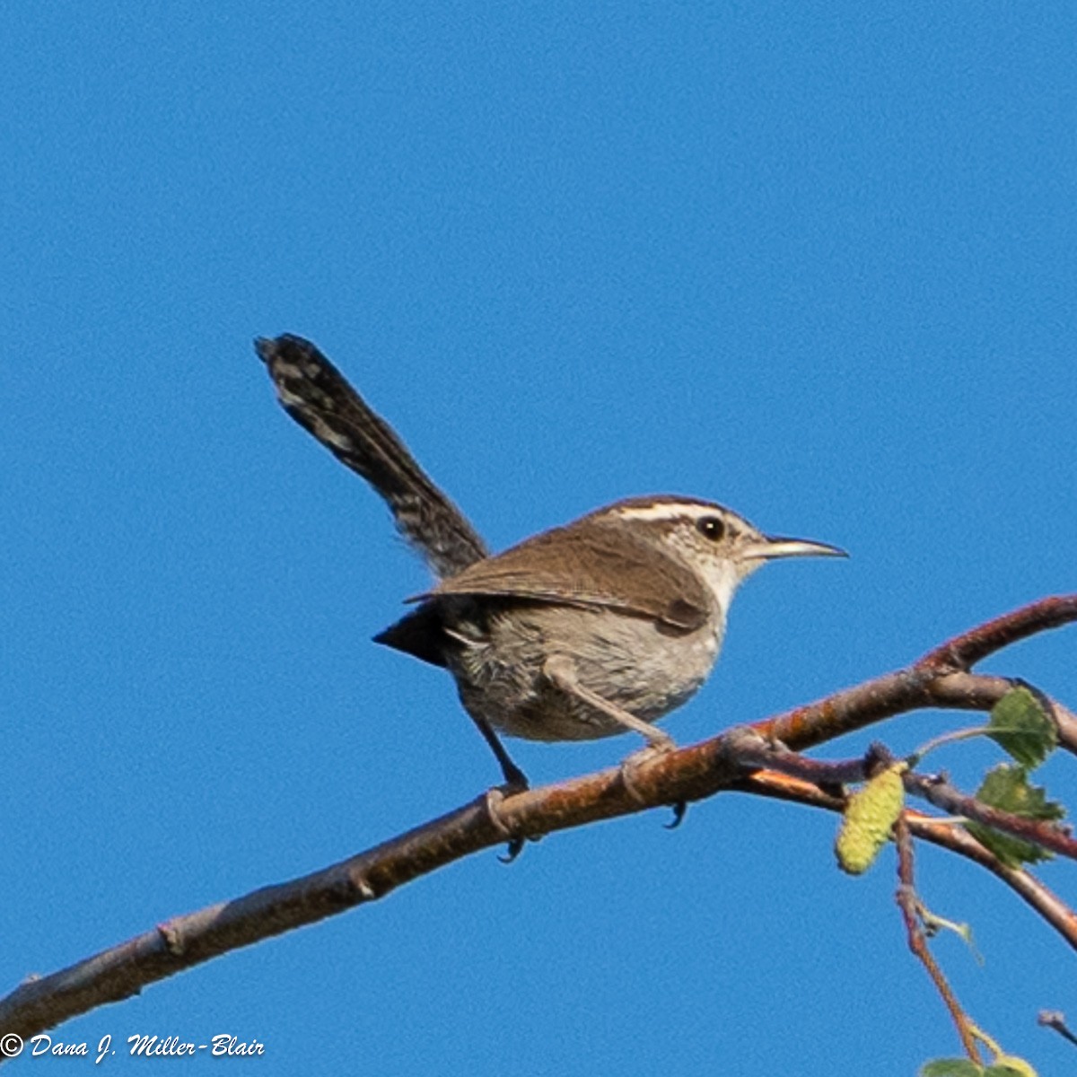 Bewick's Wren - Dana Miller-Blair