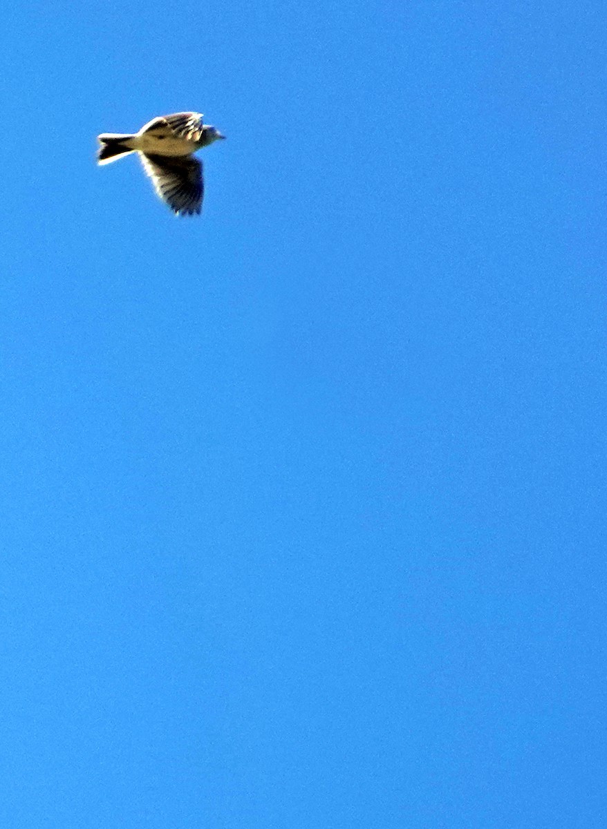 Eurasian Skylark - Diane Drobka