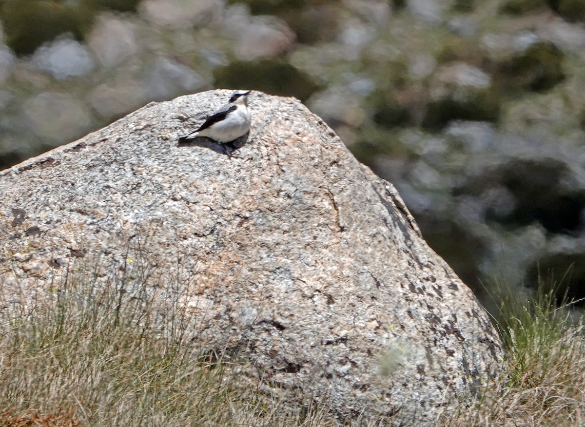 White Wagtail - Diane Drobka