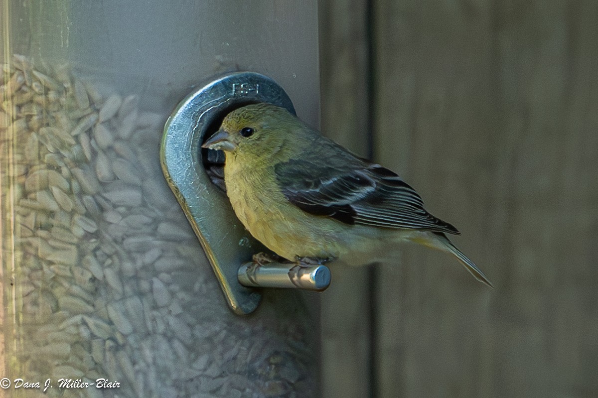 Lesser Goldfinch - Dana Miller-Blair