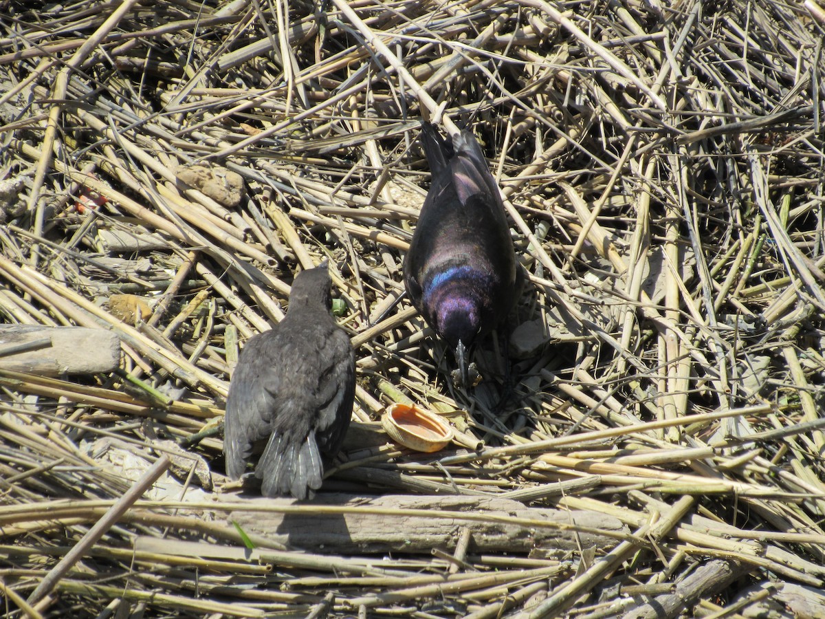 Common Grackle - Mickey Ryan