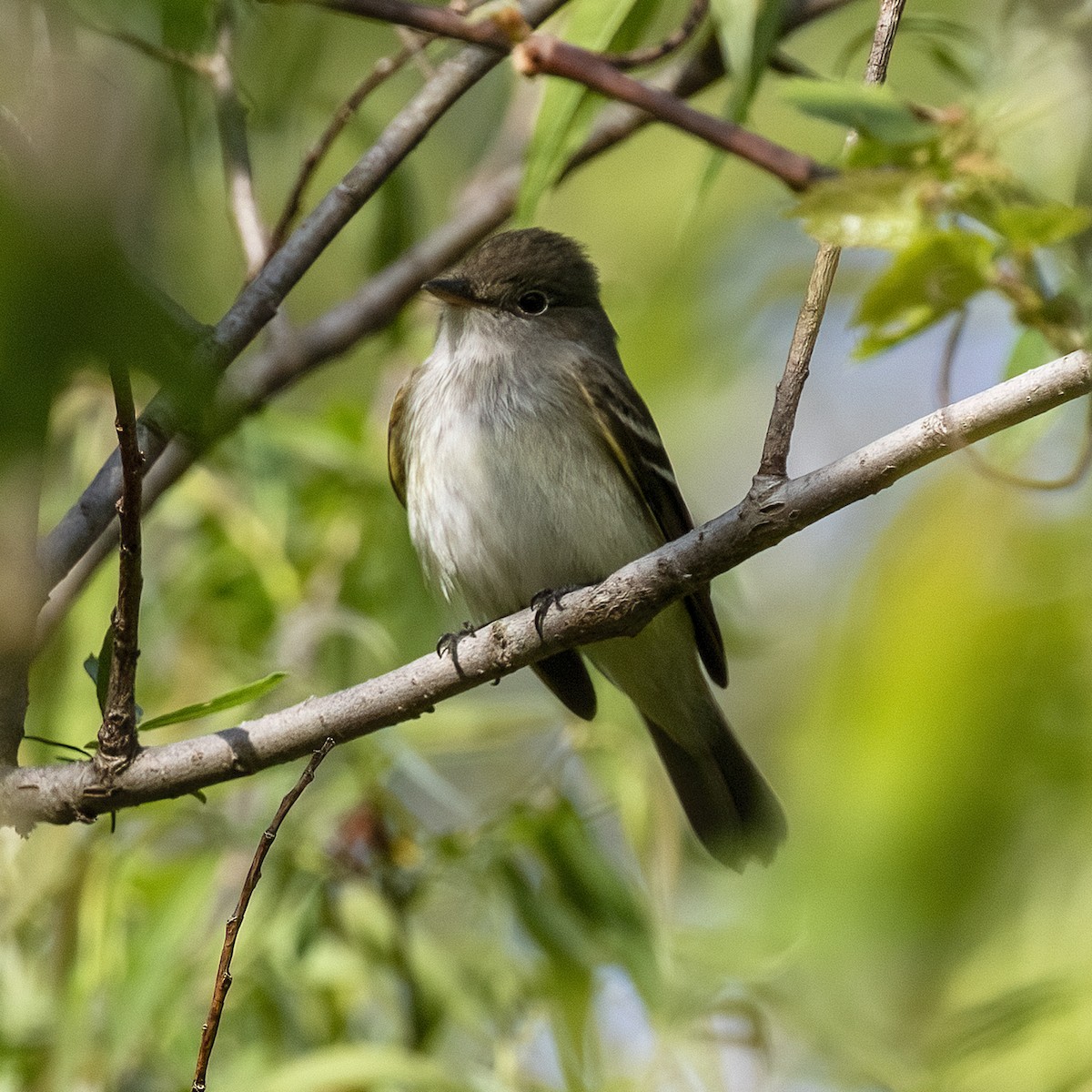 Alder Flycatcher - Dan Vickers