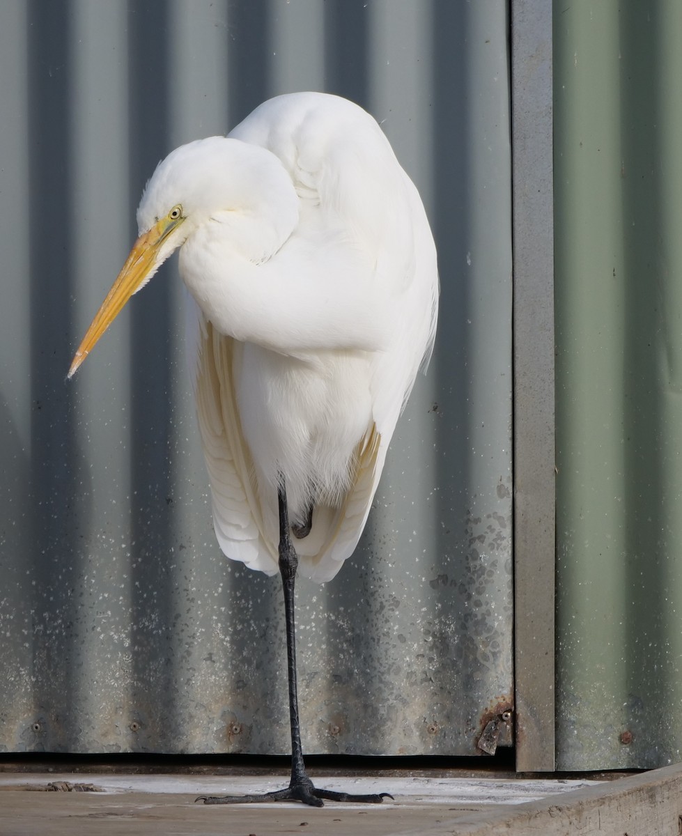 Great Egret - Ian Gibson