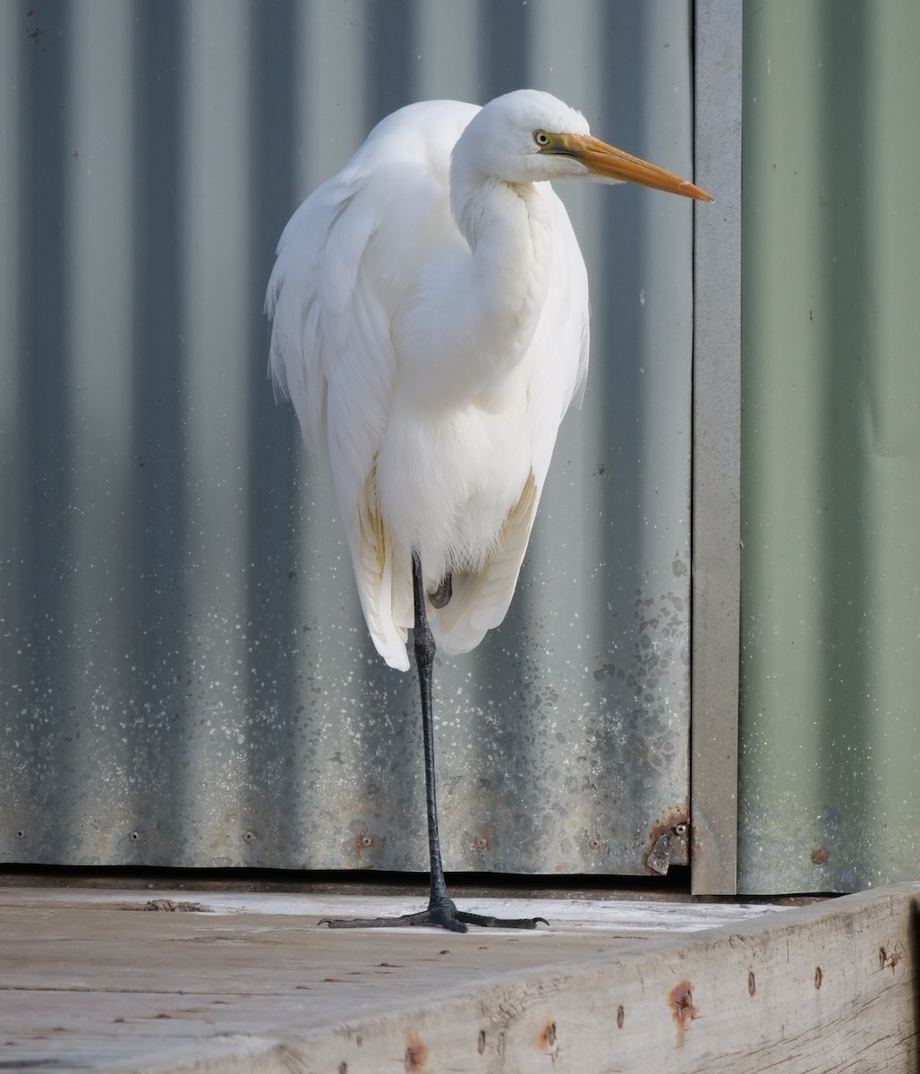 Great Egret - Ian Gibson