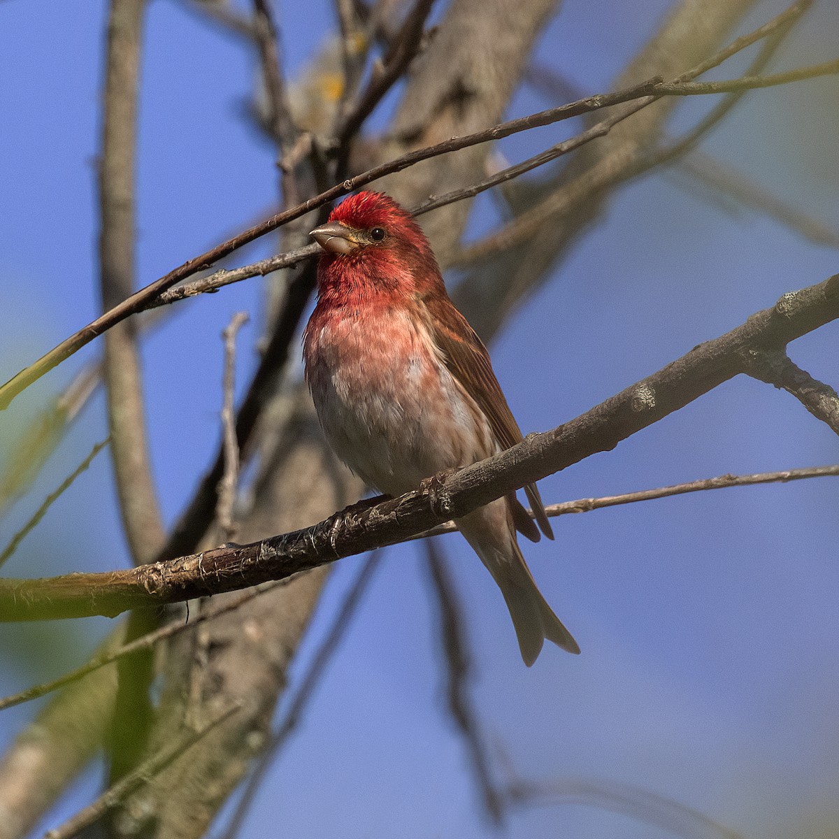 Purple Finch - ML619552269