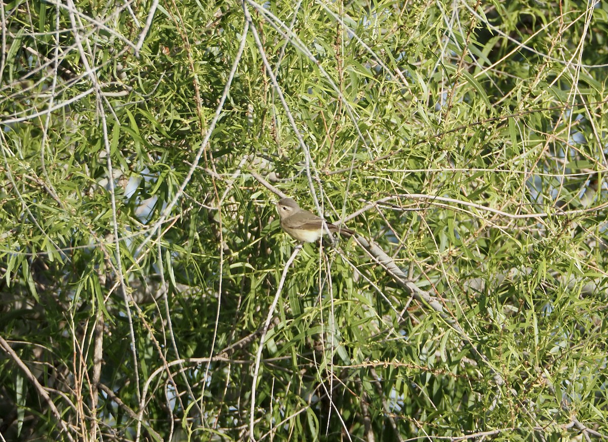 Warbling Vireo - Bob Nieman