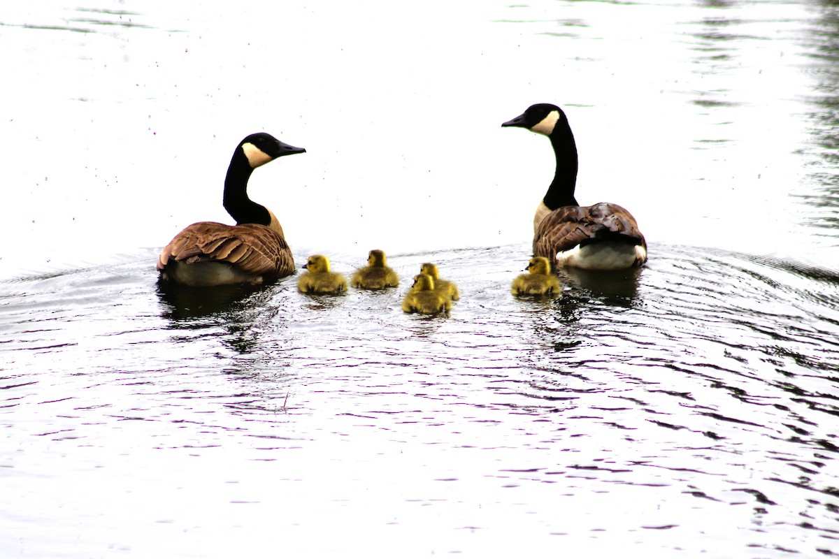 Canada Goose - Cindy Grimes