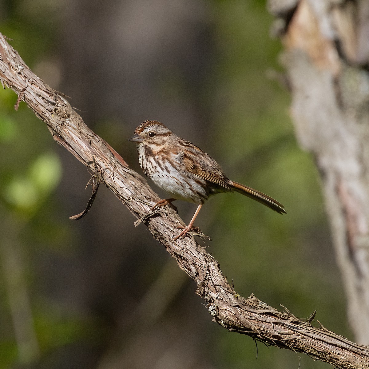 Song Sparrow - Dan Vickers