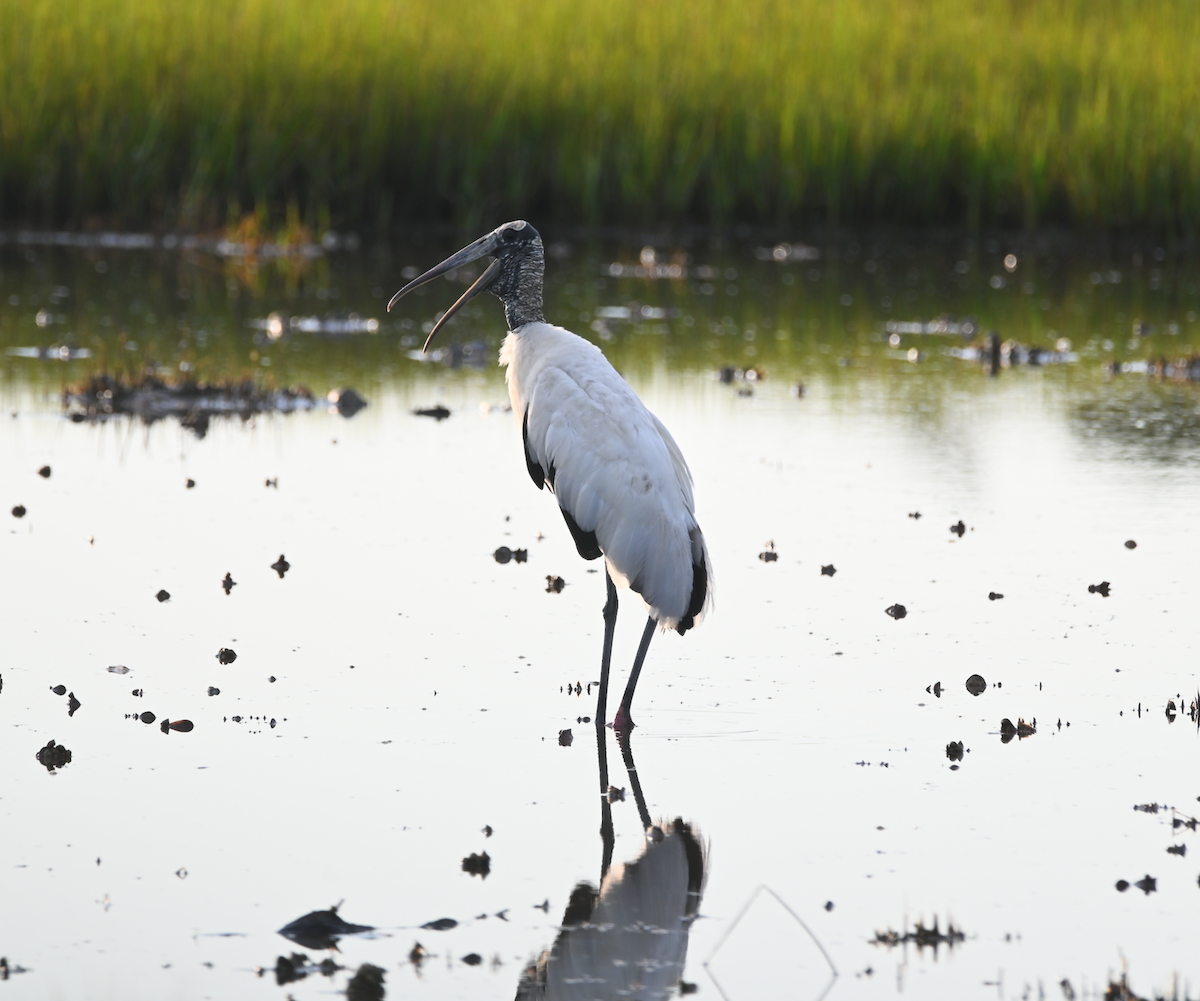 Wood Stork - Heather Buttonow