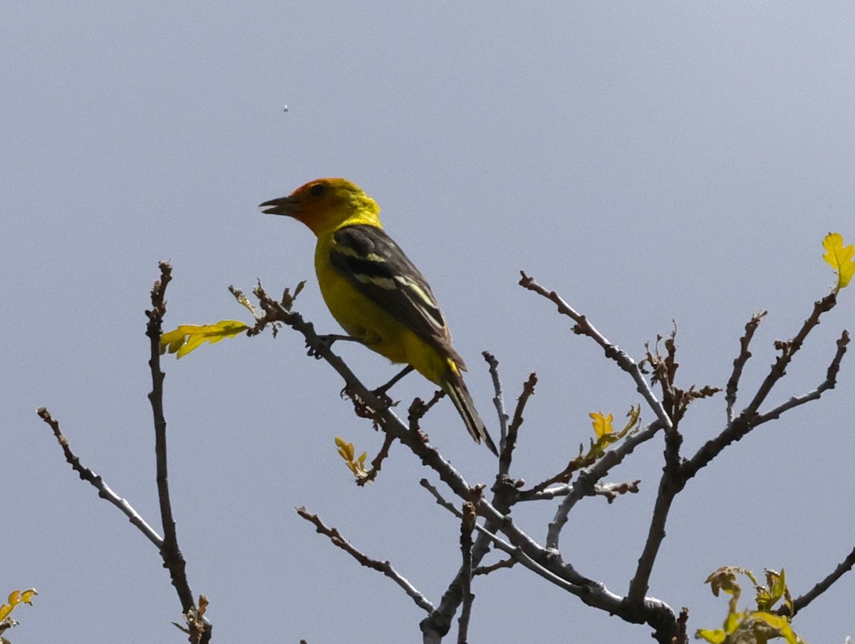 Western Tanager - Chris Gilbert