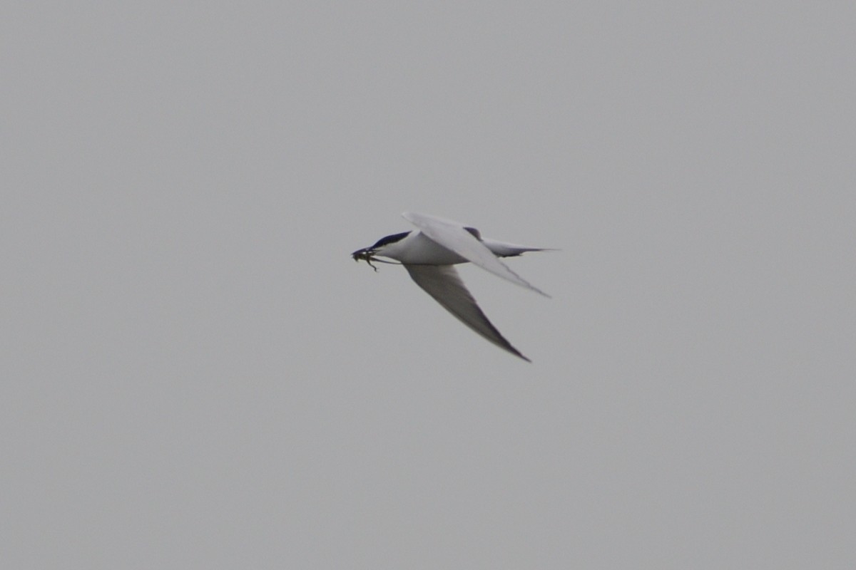 Gull-billed Tern - M Kelly