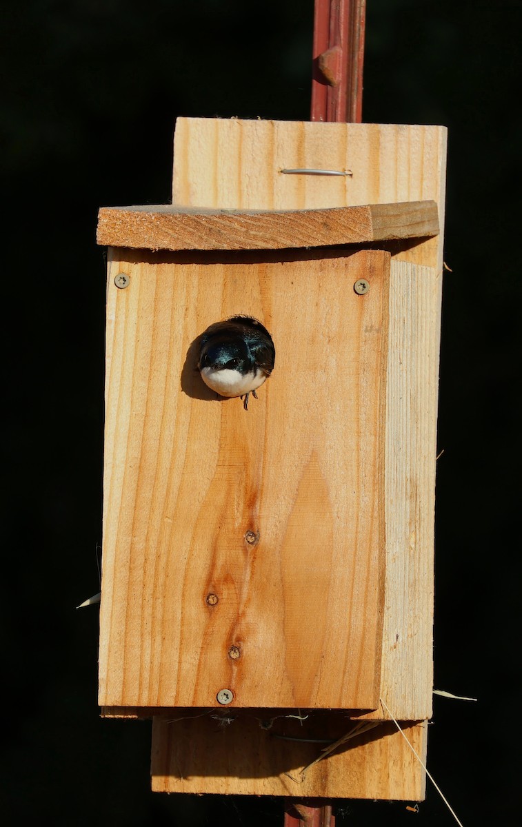 Tree Swallow - Daniel Gillingwater