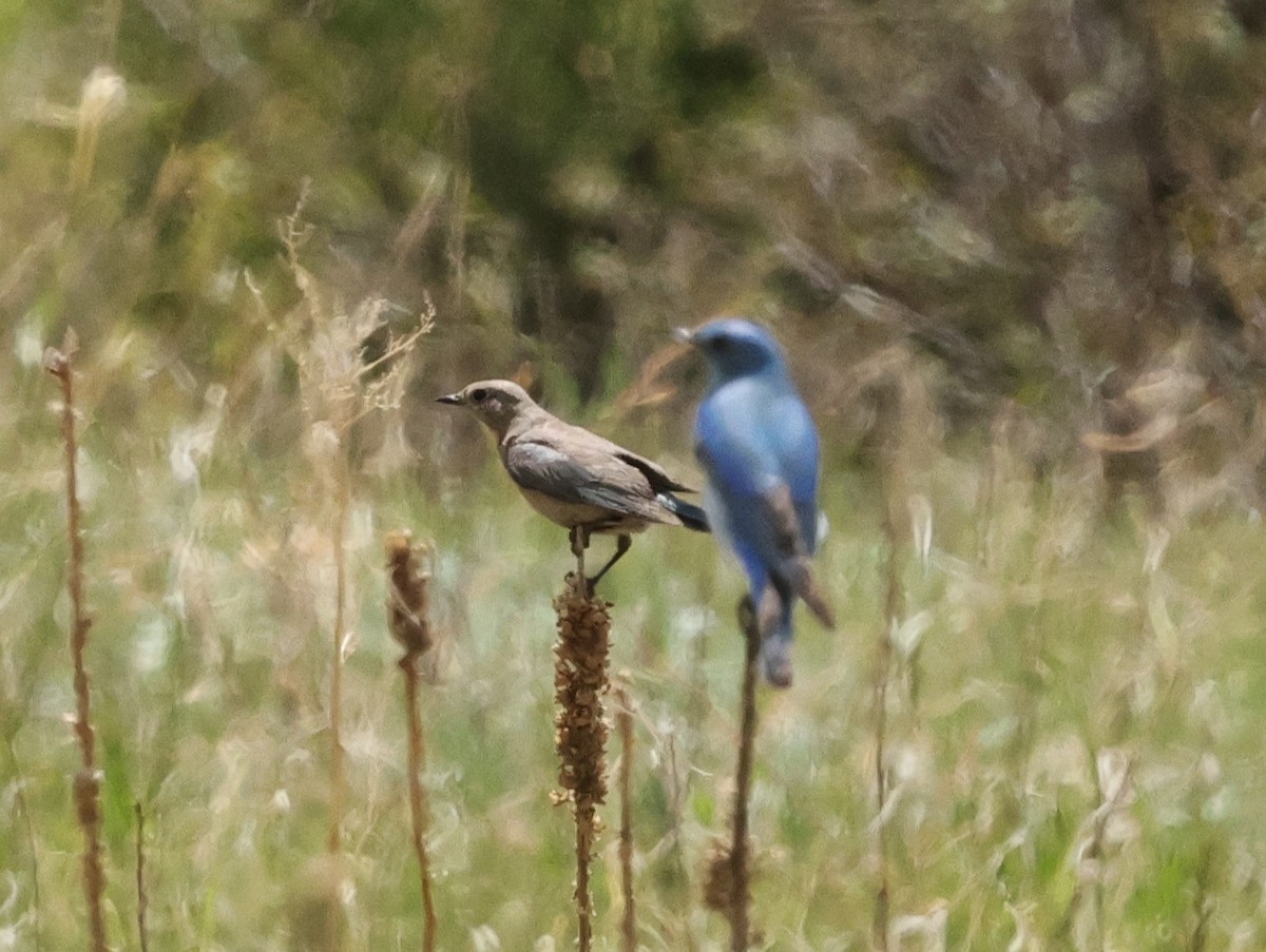 Mountain Bluebird - Chris Gilbert