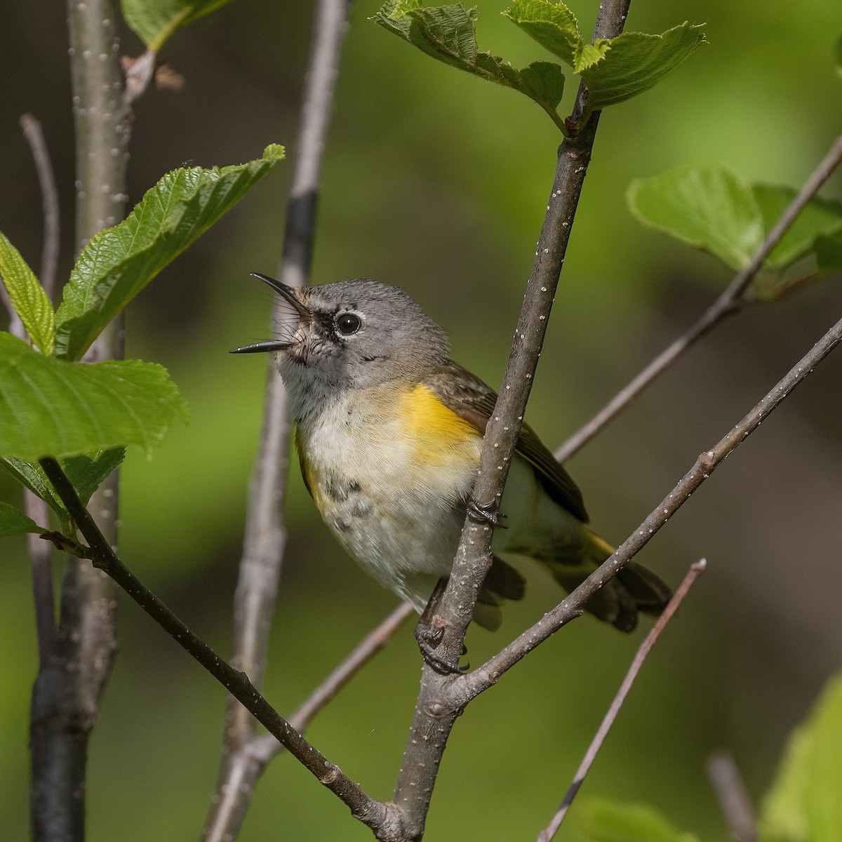 American Redstart - Dan Vickers