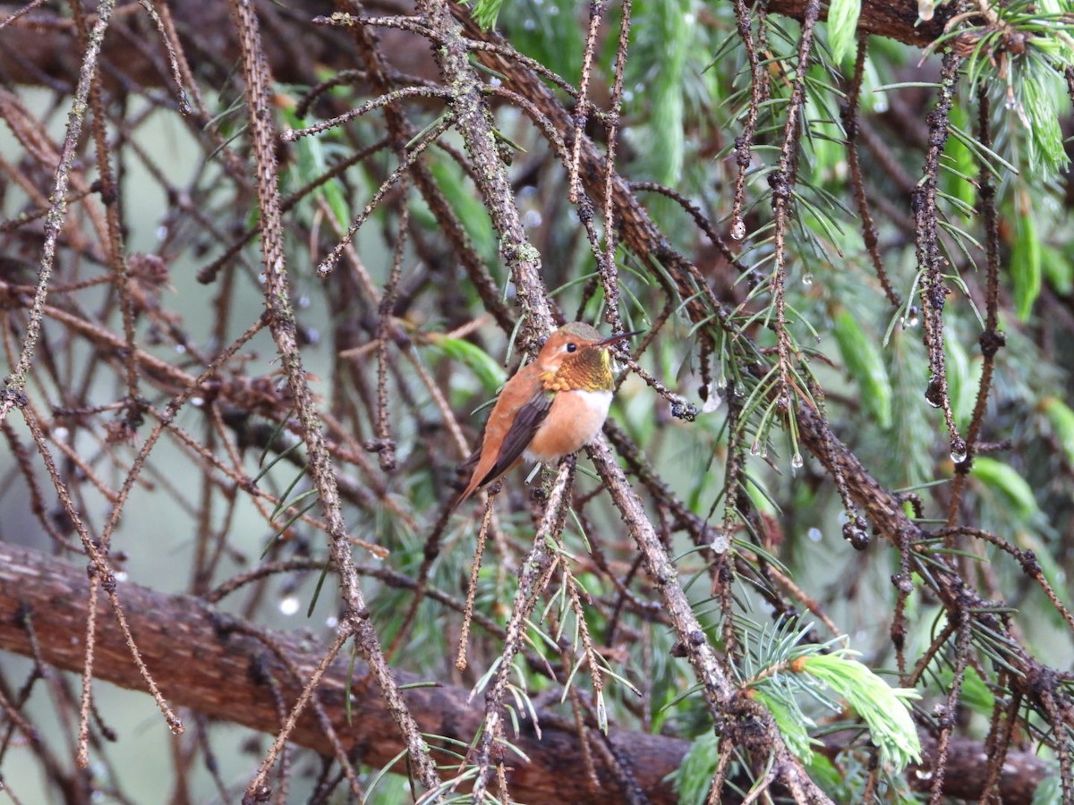 Rufous Hummingbird - Cameron Laubach