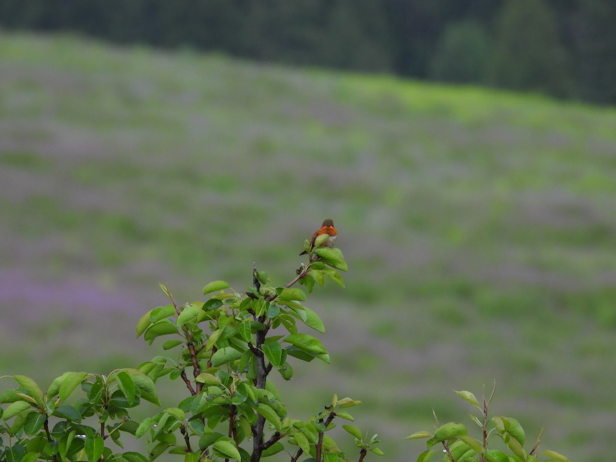 Rufous Hummingbird - Cameron Laubach