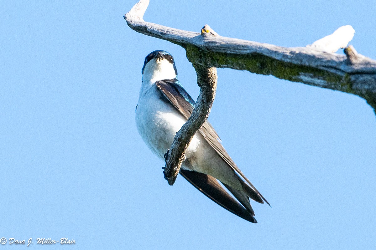 Tree Swallow - Dana Miller-Blair