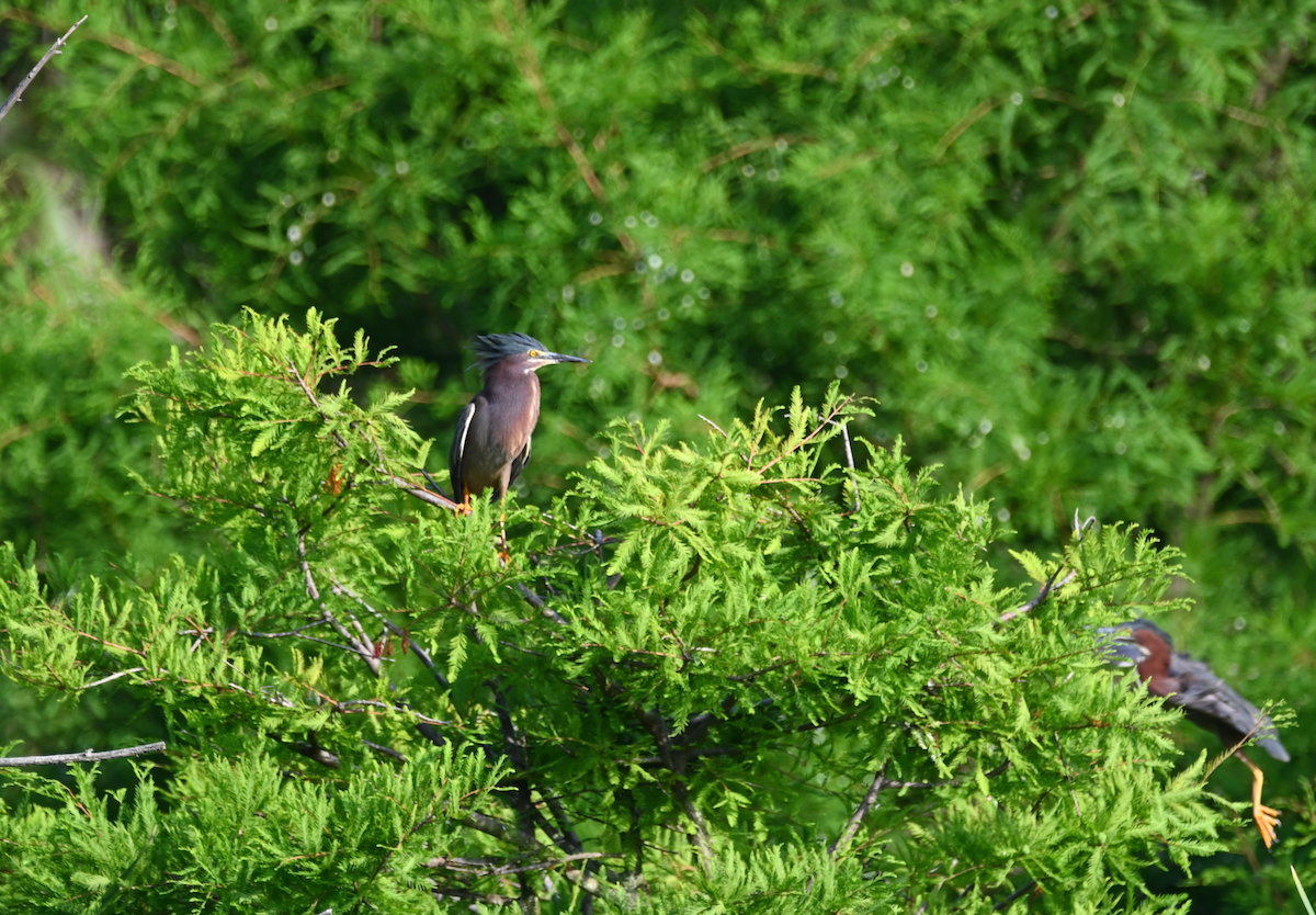 Green Heron - Heather Buttonow