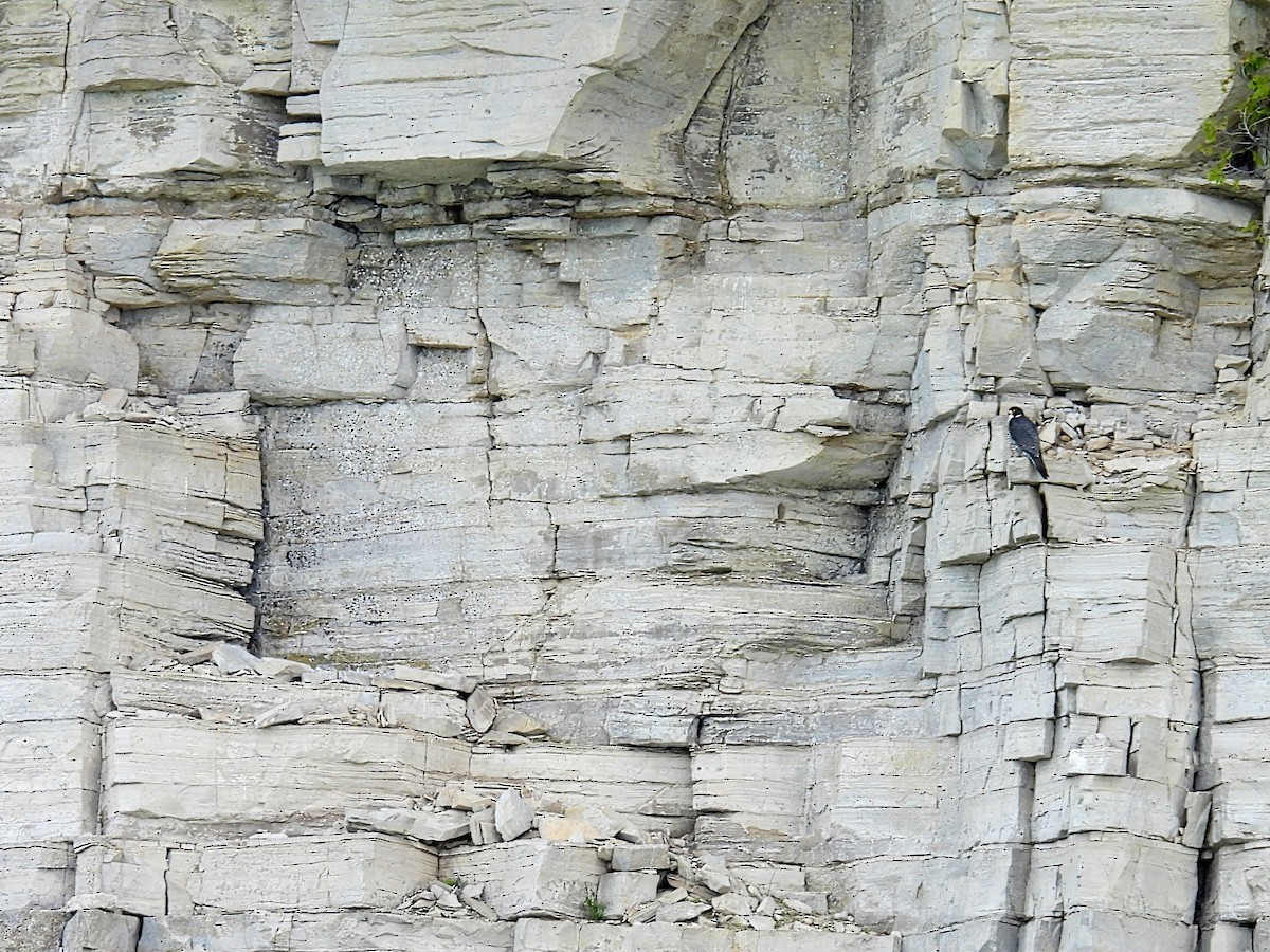 Peregrine Falcon - Melody Walsh