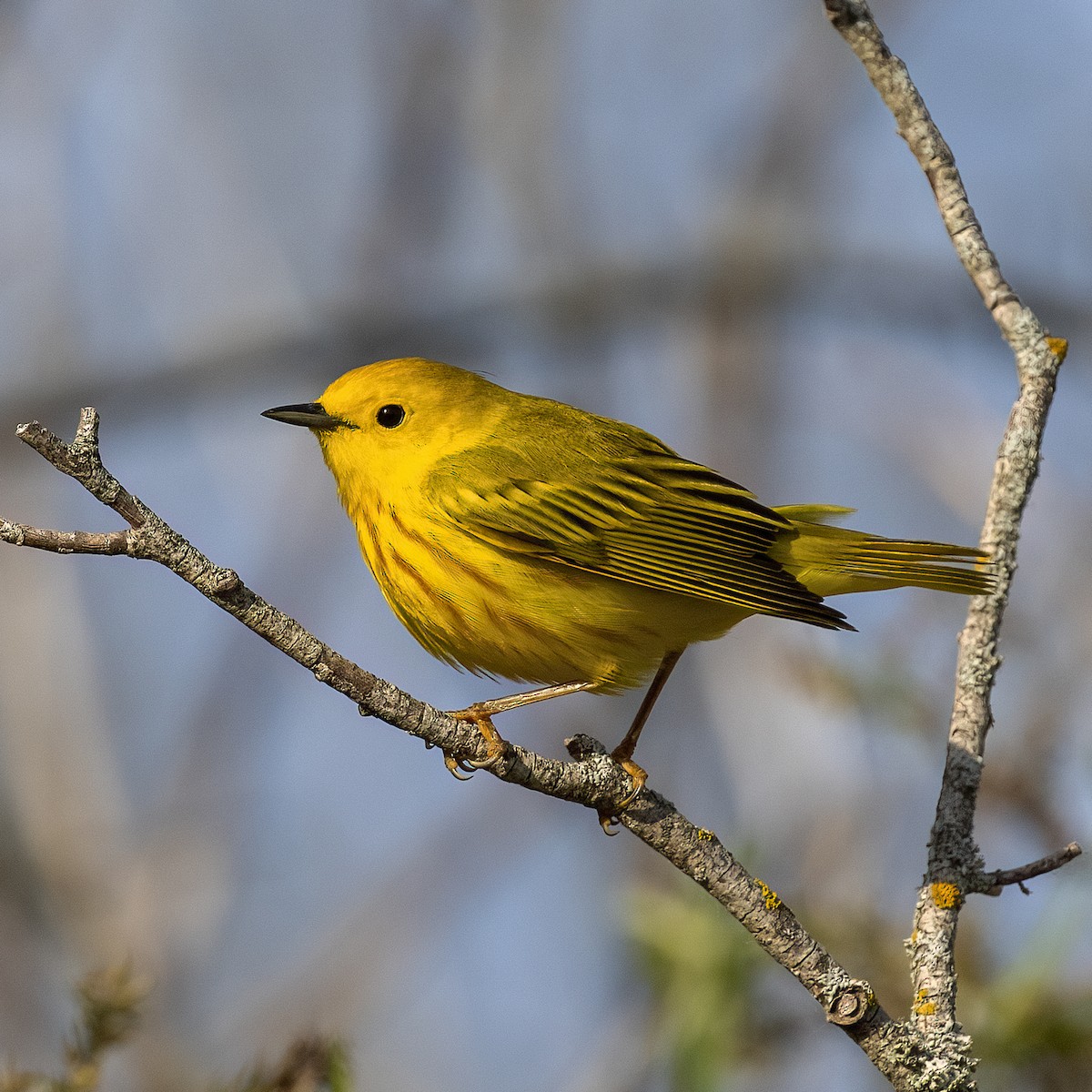 Yellow Warbler (Northern) - Dan Vickers