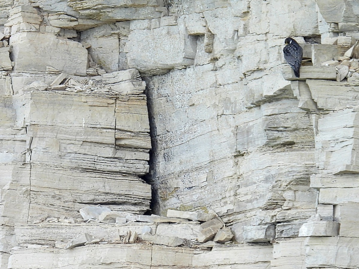 Peregrine Falcon - Melody Walsh