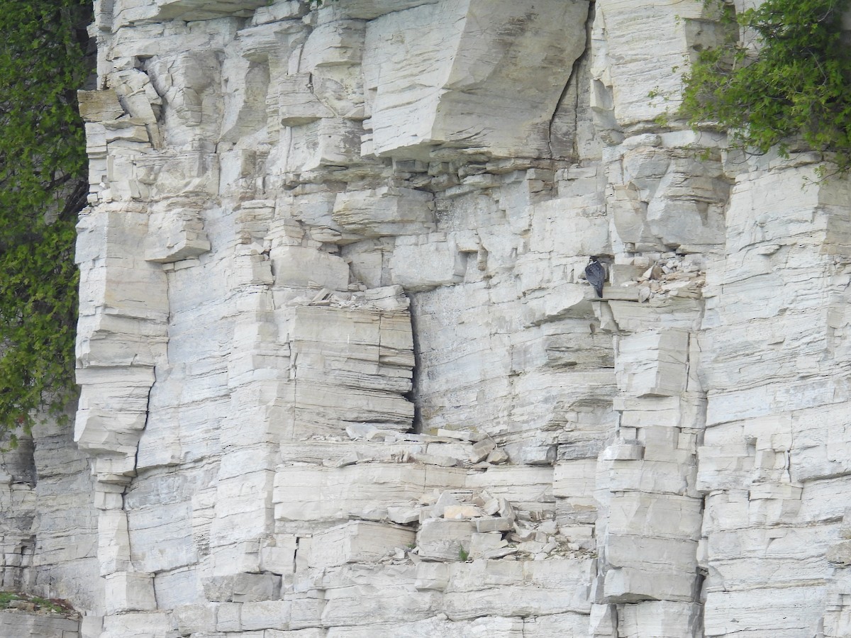 Peregrine Falcon - Melody Walsh