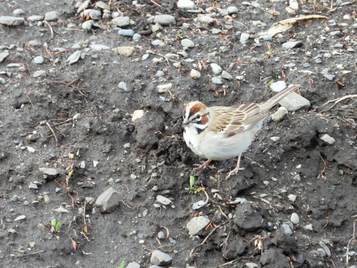 Lark Sparrow - Cameron Laubach