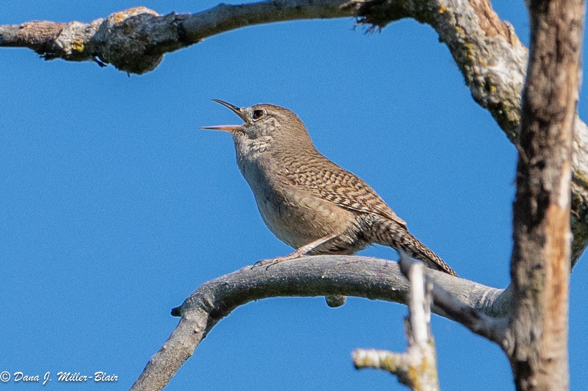 House Wren - Dana Miller-Blair