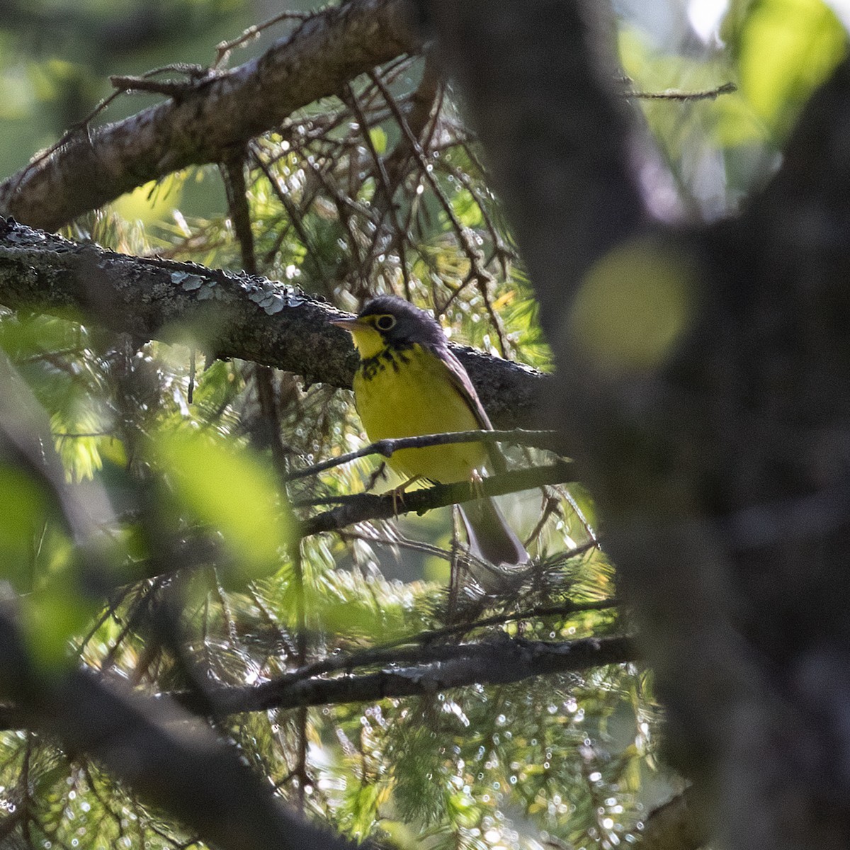 Canada Warbler - Dan Vickers