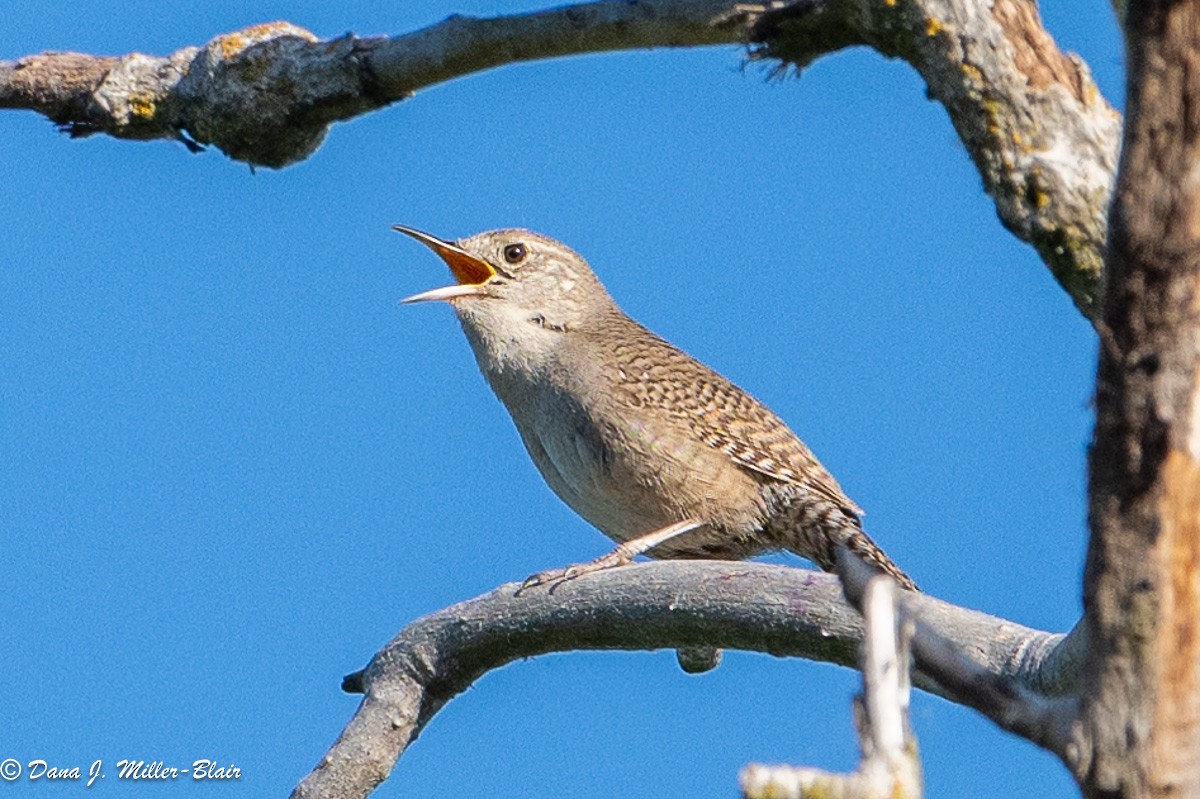 House Wren - Dana Miller-Blair