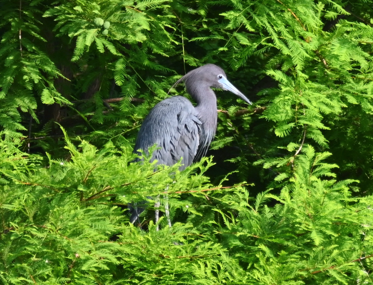 Little Blue Heron - Heather Buttonow