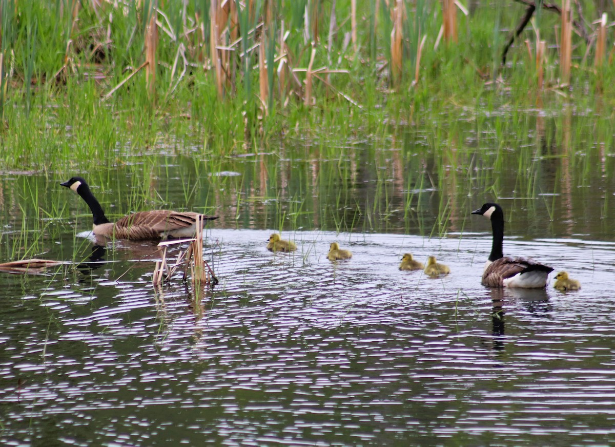 Canada Goose - Cindy Grimes