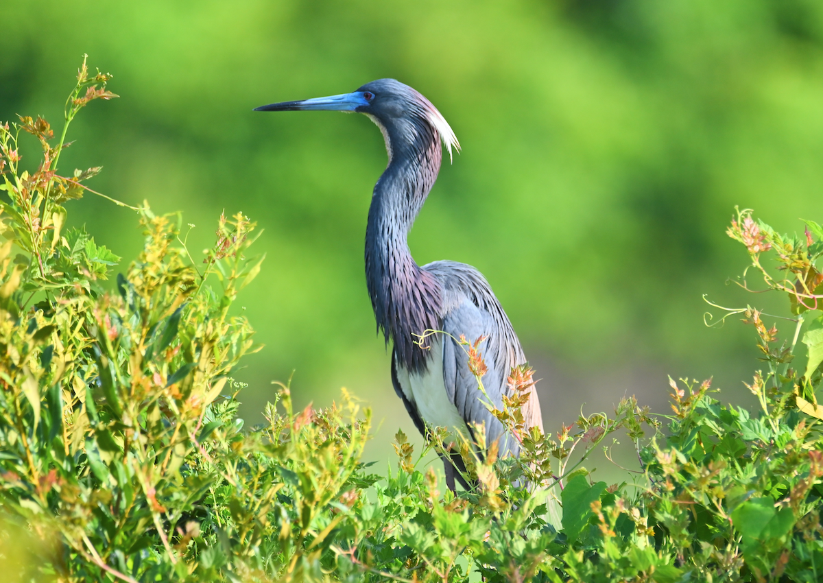 Tricolored Heron - Heather Buttonow