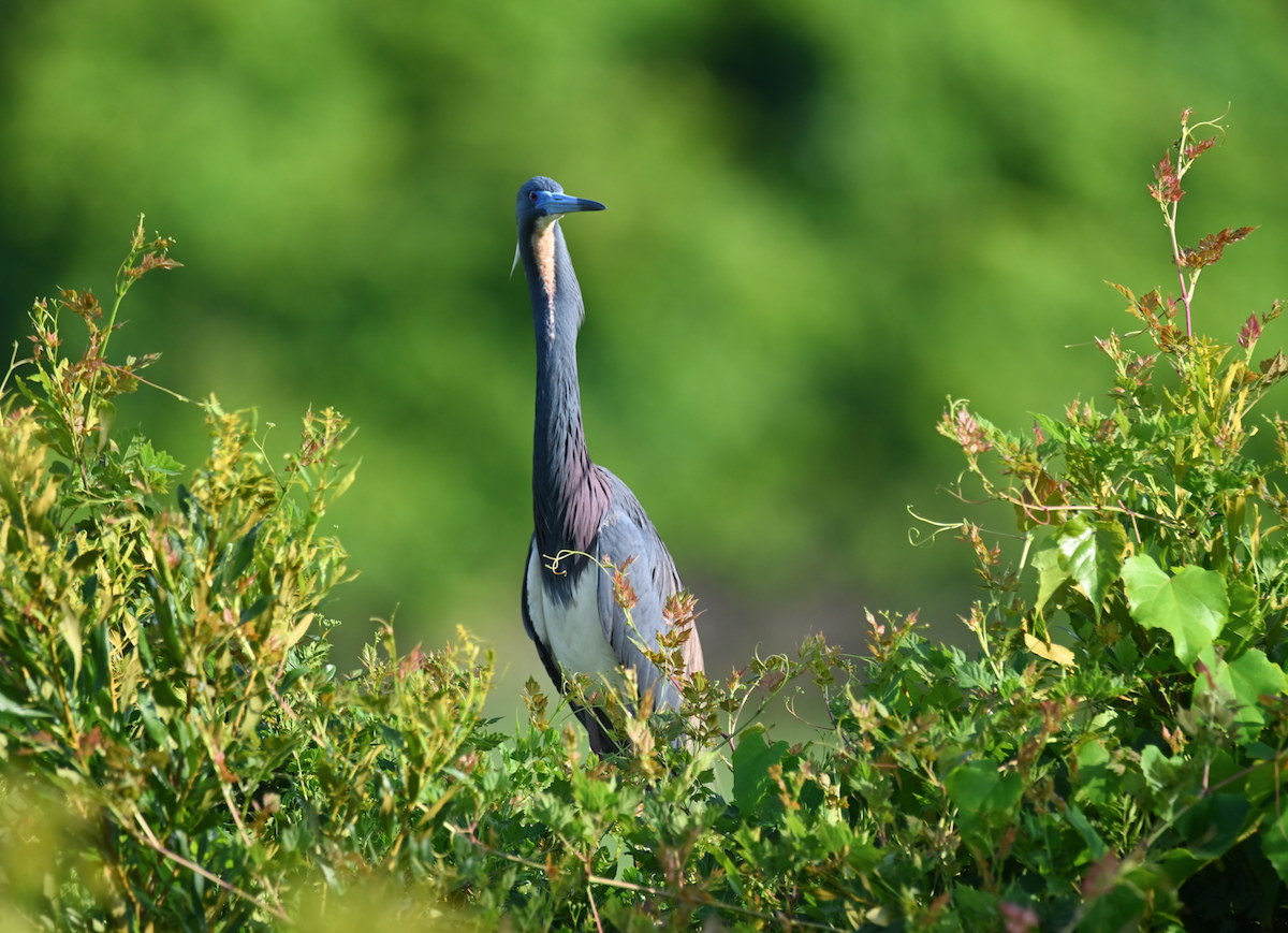 Tricolored Heron - Heather Buttonow