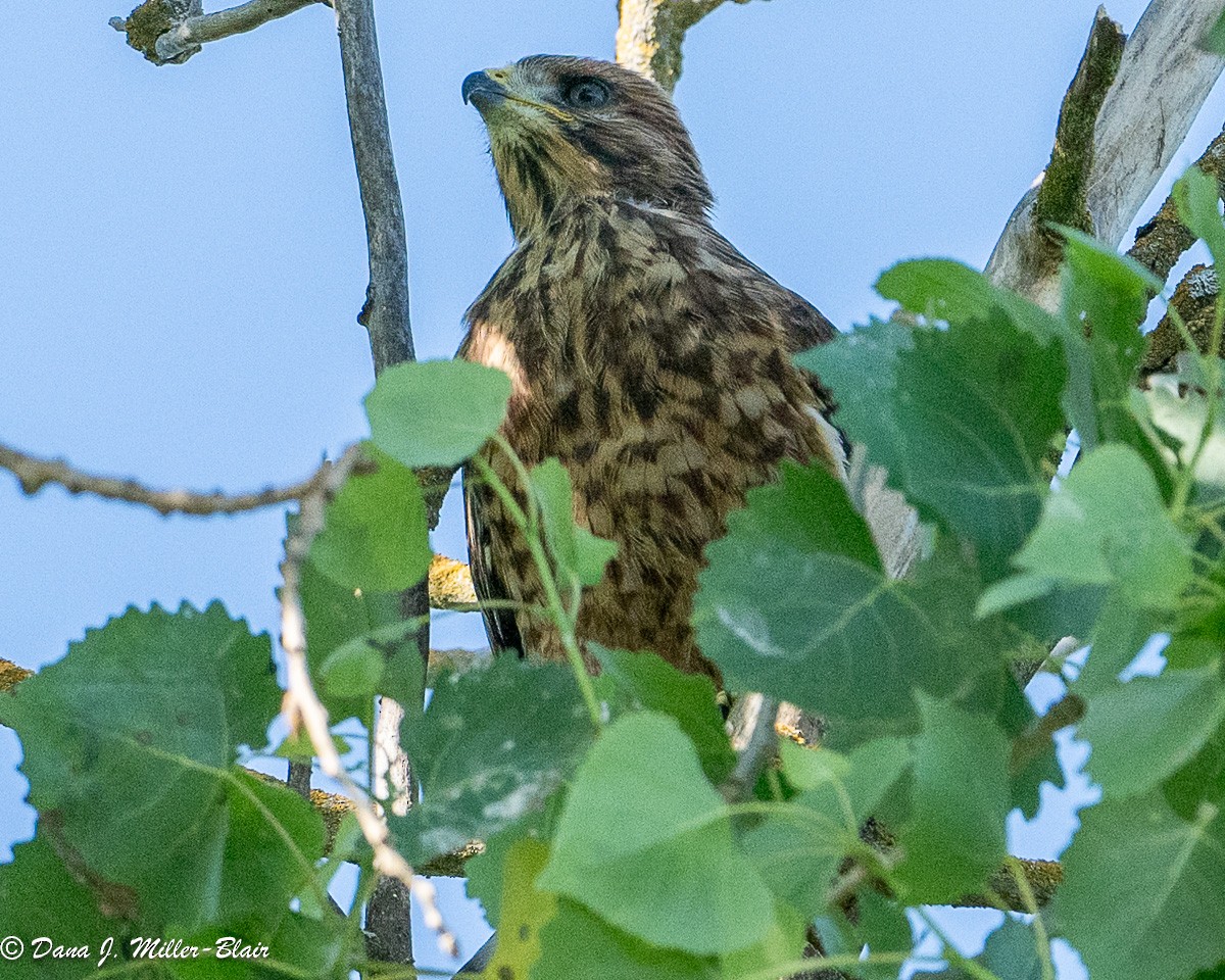 Red-shouldered Hawk - Dana Miller-Blair