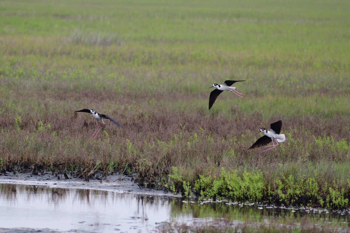 Black-necked Stilt - M Kelly