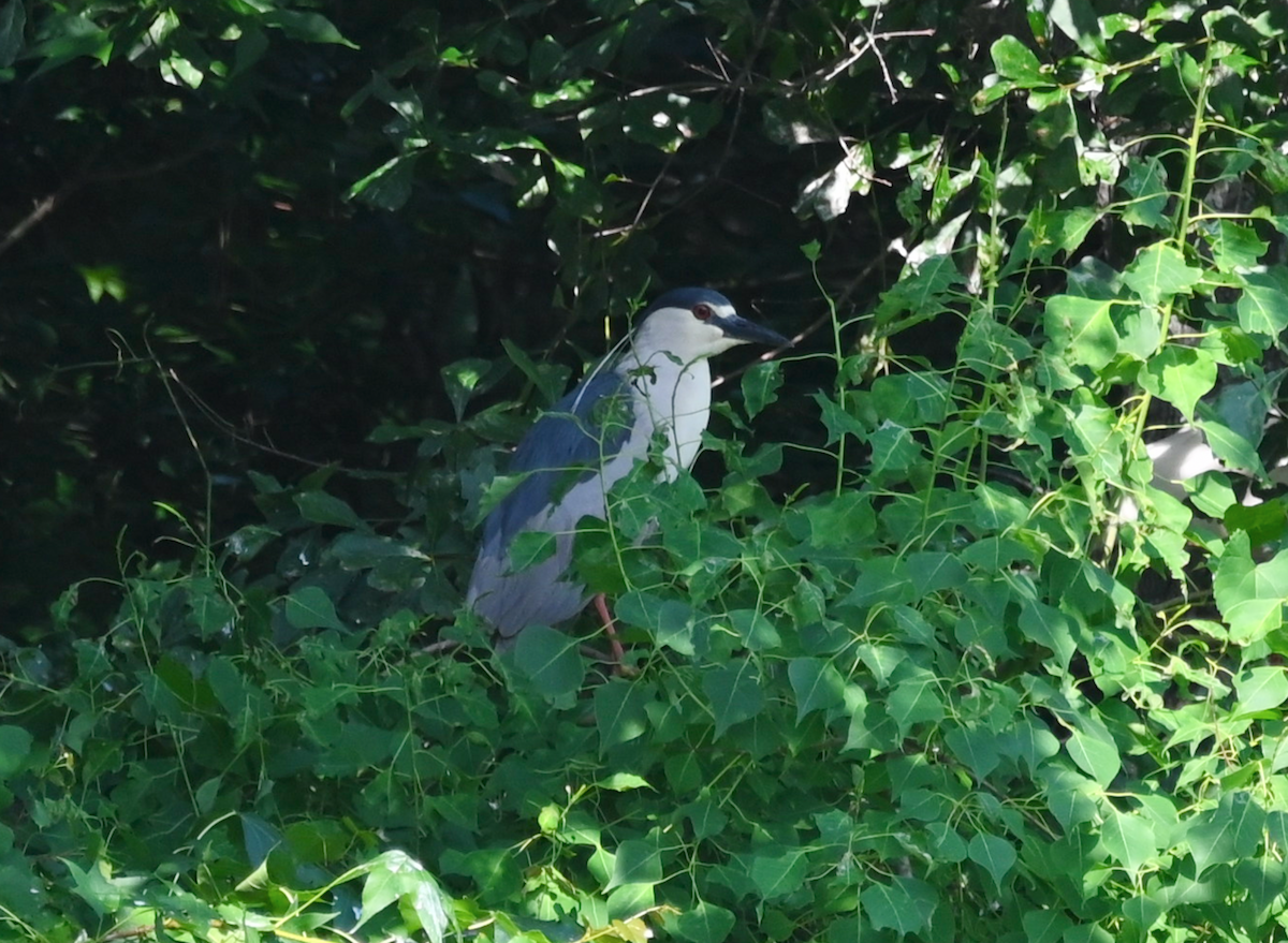 Black-crowned Night Heron - Heather Buttonow