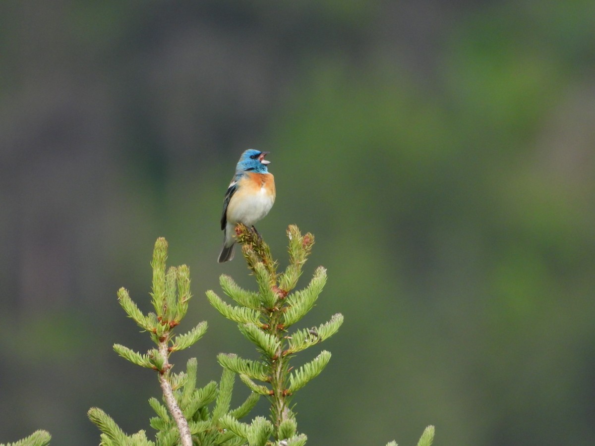 Lazuli Bunting - Cameron Laubach