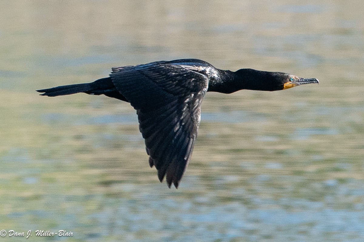 Double-crested Cormorant - Dana Miller-Blair