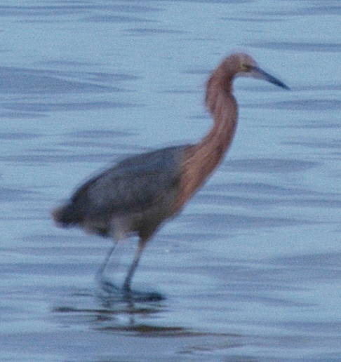 Reddish Egret - johnny powell