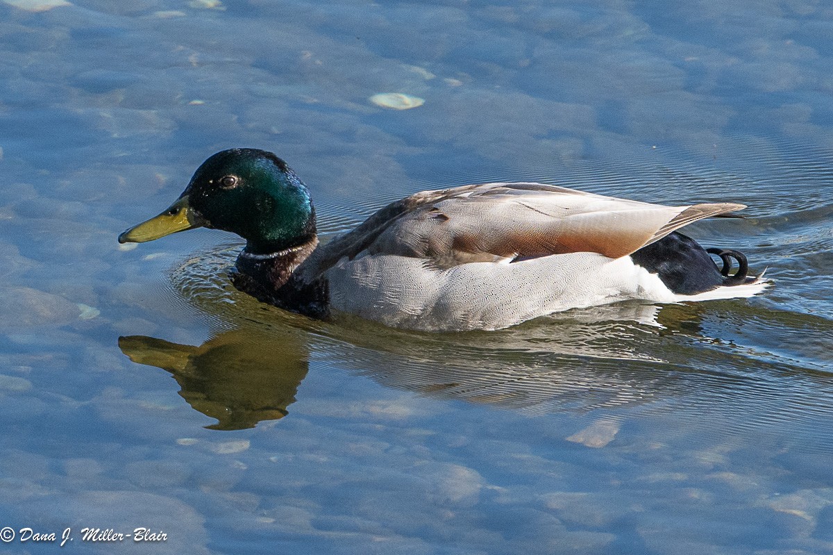 Mallard - Dana Miller-Blair